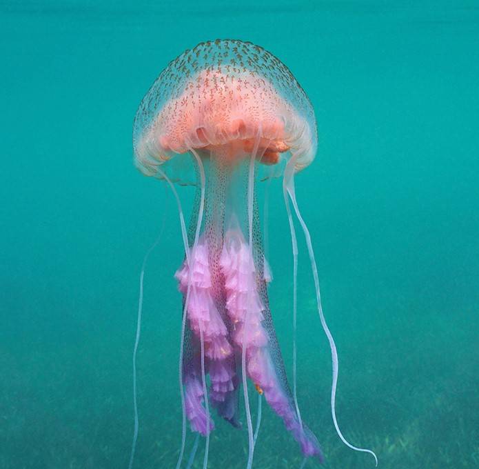 Есть ли медузы в Средиземном море в Турции?