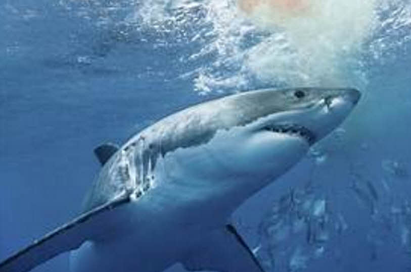 Есть ли акулы в Средиземном море в Турции?